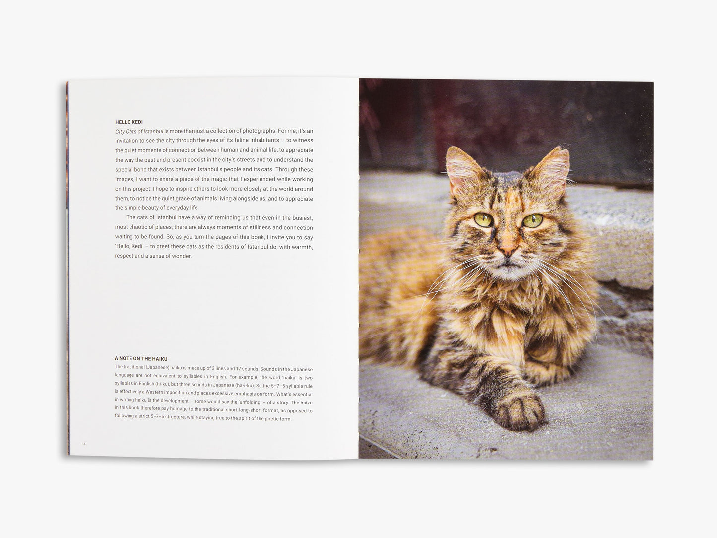 'Cats of' Set