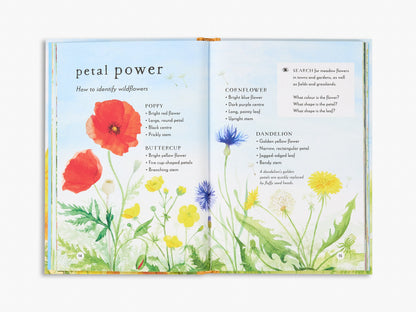 A Field Guide to Summer (Field Guide series)